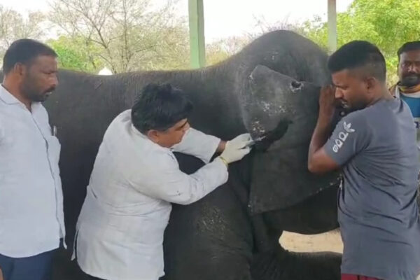 Health checkup of elephants in Jaipur