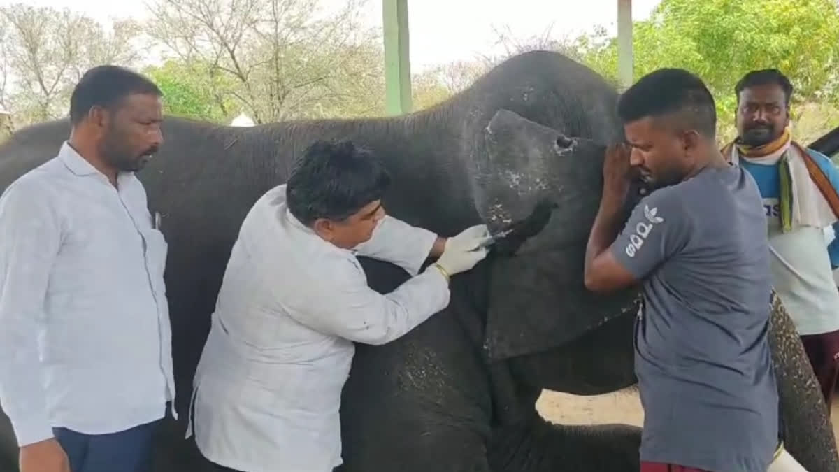 Health checkup of elephants in Jaipur