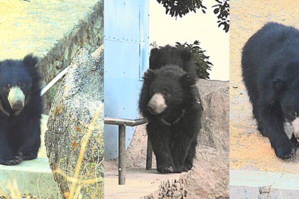 Bear shown at Mt Abu