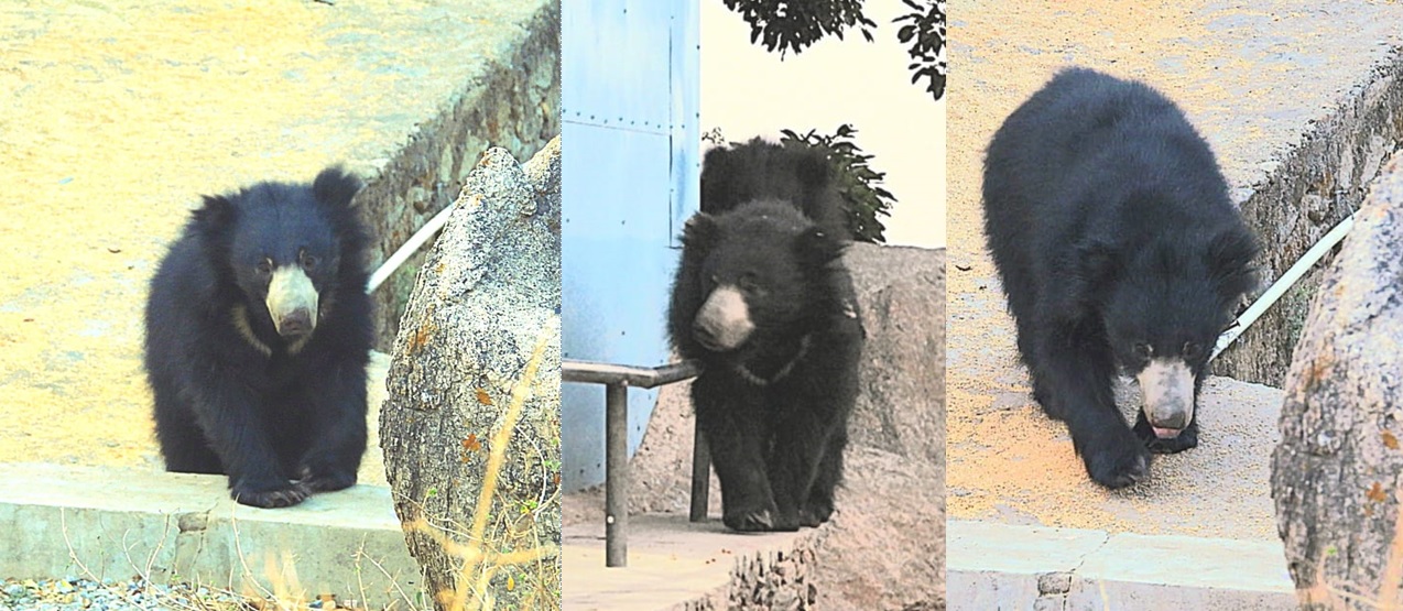 Bear shown at Mt Abu