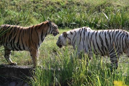 Tiger and Lion Safari at Nahargarh Biological Park – Over 3.73 Lakh Visitors Witness Wildlife in One Year